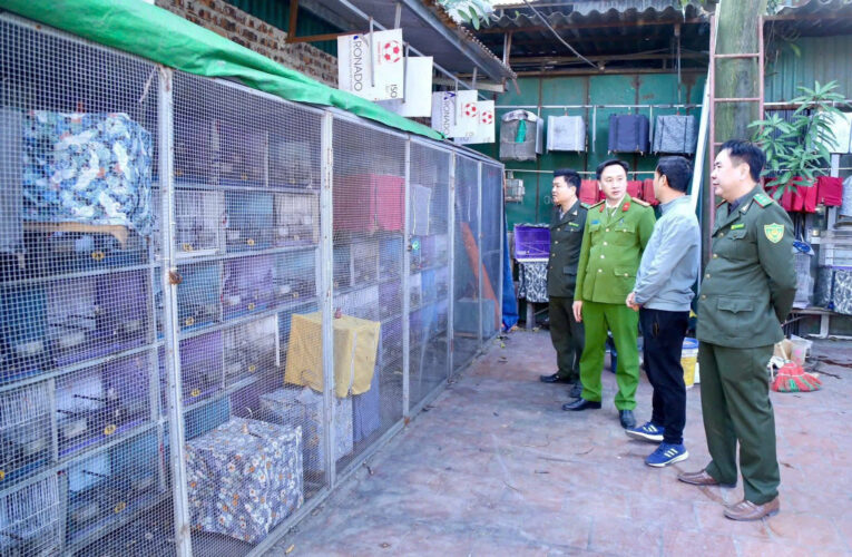 Bắc Ninh: Xử phạt người đàn ông n:uôi chim chào mào